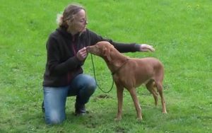 In Modul 6 der Online Hundeschule werden Dir effektive Wege der Kommunikation mit Deinem Hund gezeigt!