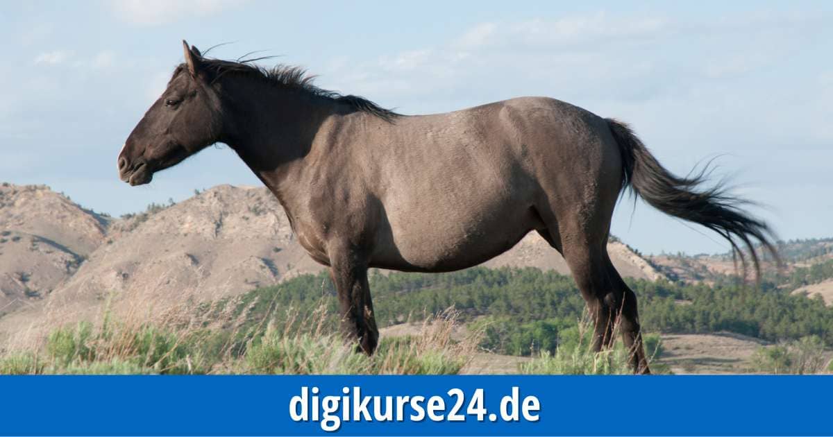 Die Herkunft des Pferdes sowie seine Rasse sind entscheidend für die richtige Ernährung Ihres Pferdes. Sichern Sie sich noch heute das exklusive eBook "Eine Frage der Rasse" zum Vorzugspreis